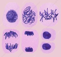 Micrograph of mitosis stages, including prophase