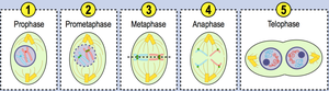Diagram showing kinetochore and centromere on a chromosome