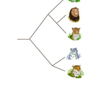 Phylogenetic tree of big cats illustrating common ancestry