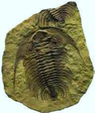 Fossil specimen
