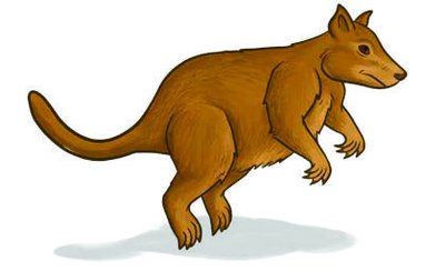 Kangaroo ancestor illustration