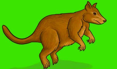 Kangaroo with offspring