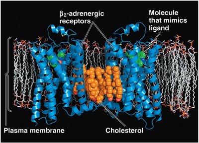 Structure of a G protein-coupled receptor