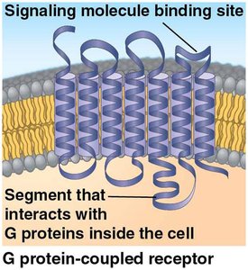 GPCR ribbon diagram