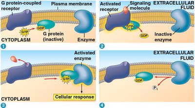 GPCR signaling pathway