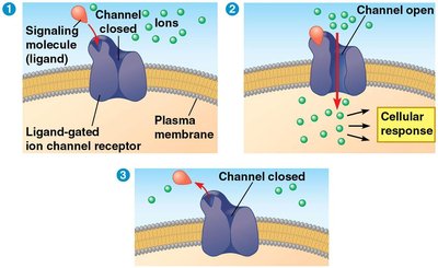 Ligand-gated ion channel receptor
