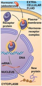 Steroid hormone interacting with an intracellular receptor
