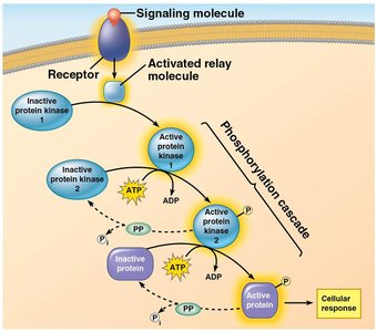 Phosphorylation cascade in signal transduction