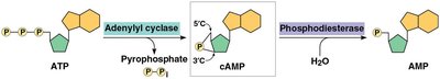 Synthesis and breakdown of cAMP