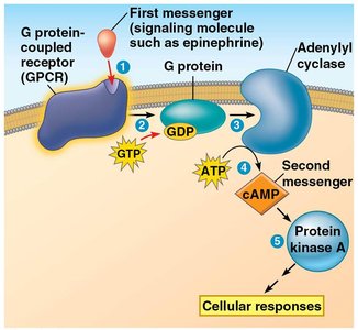 cAMP as a second messenger in a G protein signaling pathway
