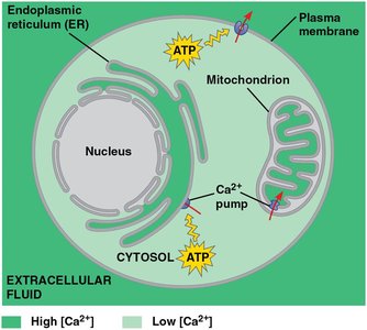 Maintenance of calcium ion concentrations in an animal cell