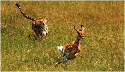 Impala fleeing from a cheetah, illustrating a biological response to a signal