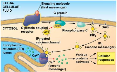 Calcium and IP3 in signaling pathways