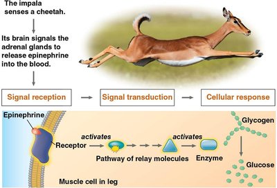Stages of cell signaling in the impala's response to a cheetah