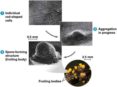 Stages of biofilm formation by bacteria