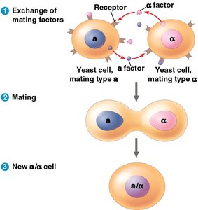 Communication and mating between yeast cells