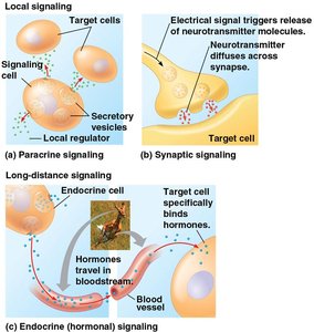 Local and long-distance signaling in animals