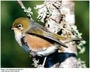 Map showing sequential founder events in island-colonizing birds
