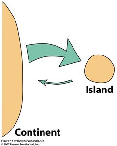Diagram showing gene flow between continent and island
