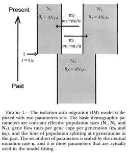 Diagram of the isolation with migration (IM) model