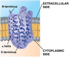 Structure of a transmembrane protein