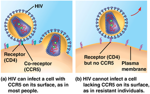 HIV entry and CCR5 receptor