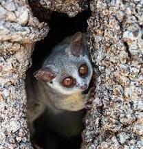 Bush baby in tree