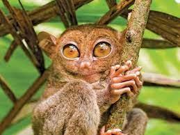 Tarsier with large eyes