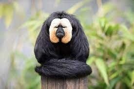 Saki monkey