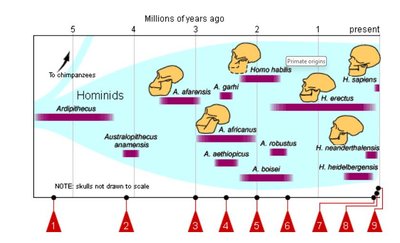 Timeline of hominid evolution with skulls and species names