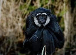 Great apes: gorilla, orangutan, bonobo, chimpanzee