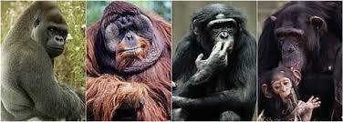 Hominoid and hominin evolutionary tree