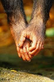 Primate hands showing opposable thumbs