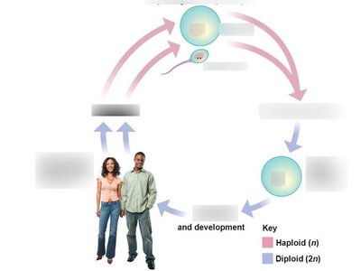 Diagram of the human life cycle showing fertilization and development