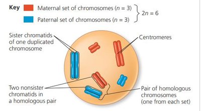 Diagram of homologous chromosomes and chromatids