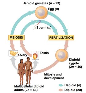 Diagram of the human sexual life cycle