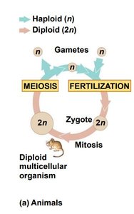 Diagram of the animal sexual life cycle