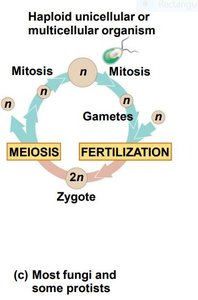 Diagram of the fungal and protist sexual life cycle