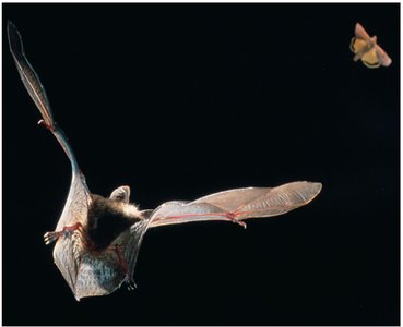 Coevolution between bats and moths