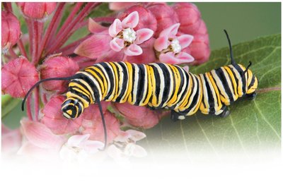 Monarch caterpillar chemical defense