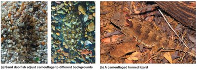 Sand dab fish and horned lizard camouflage