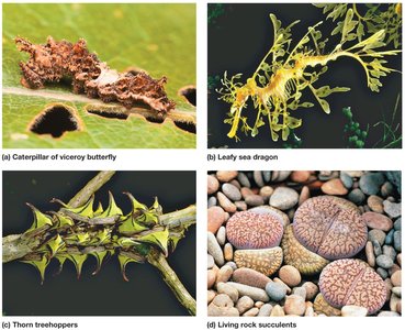 Camouflage by resembling objects