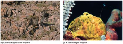 Camouflage assists predators