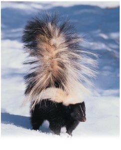 Warning coloration in skunk