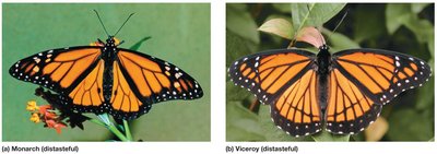Müllerian mimicry: monarch and viceroy butterflies