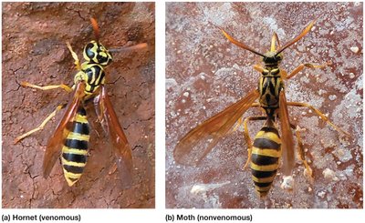 Batesian mimicry: hornet and moth