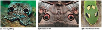 Startle coloration in frog, moth, caterpillar