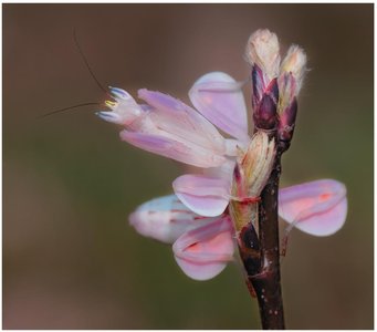 Aggressive mimicry: orchid mantis