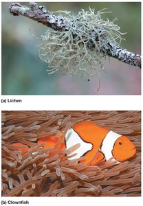Mutualism: lichen and clownfish