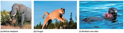 Keystone species: elephant, cougar, sea otter
